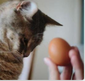 貓咪可以吃蛋黃嗎_蛋黃可以給貓貓吃嗎_貓咪蛋黃能吃嗎