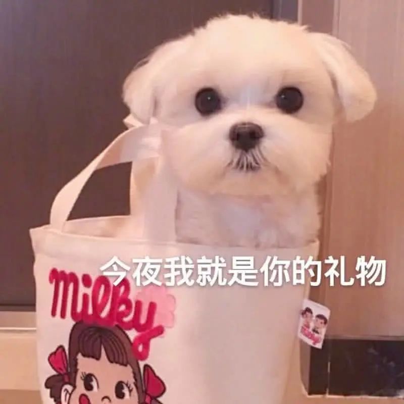 狗狗大小排序_狗狗大小怎么看_狗狗定點大小便的方法