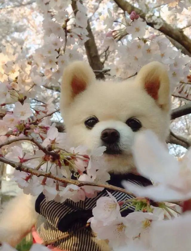 狗狗大小怎么看_狗狗定點大小便的方法_狗狗大小排序