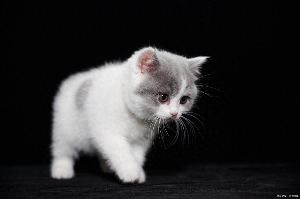 養(yǎng)貓知識(shí)：貓咪驅(qū)蟲一般多少錢