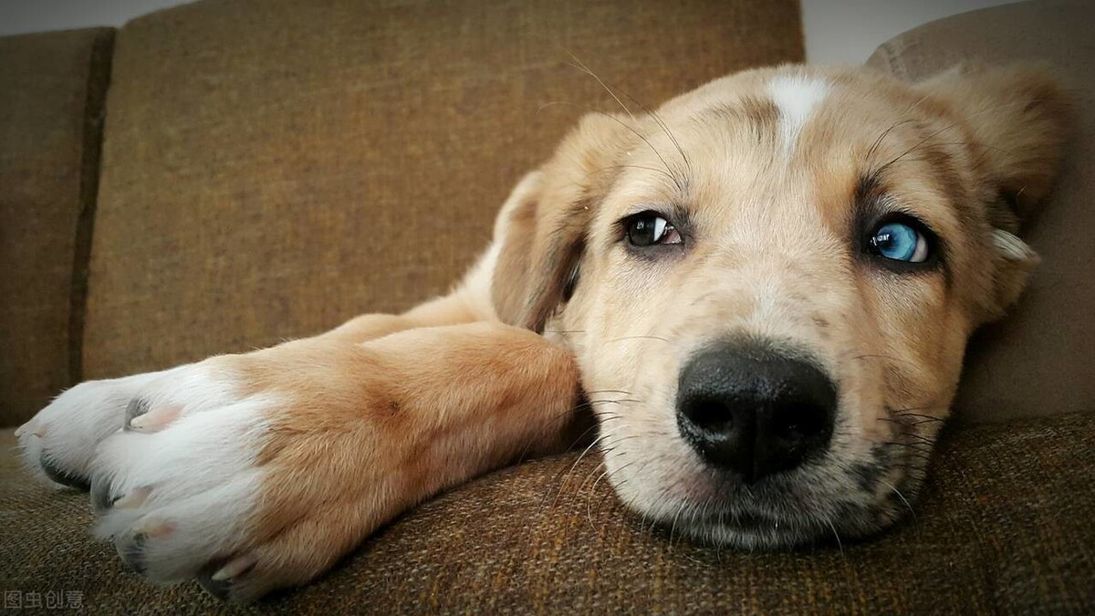 前三個月的小狗，如何飼養(yǎng)？早期預(yù)防很重要