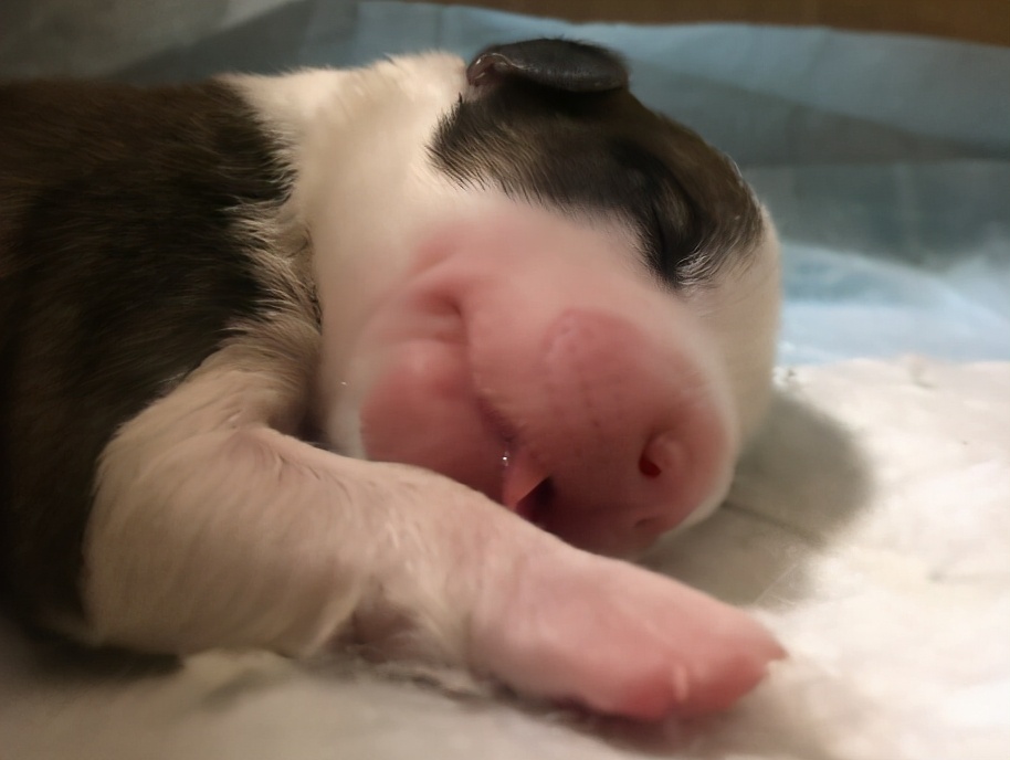 狗狗多大開(kāi)始訓(xùn)練比較好_狗狗多大開(kāi)始訓(xùn)練最好_狗狗多大開(kāi)始訓(xùn)練好呢