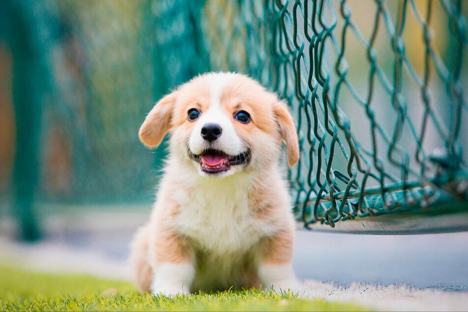 狗狗多大開(kāi)始訓(xùn)練好呢_狗狗多大開(kāi)始訓(xùn)練最好_狗狗多大開(kāi)始訓(xùn)練比較好