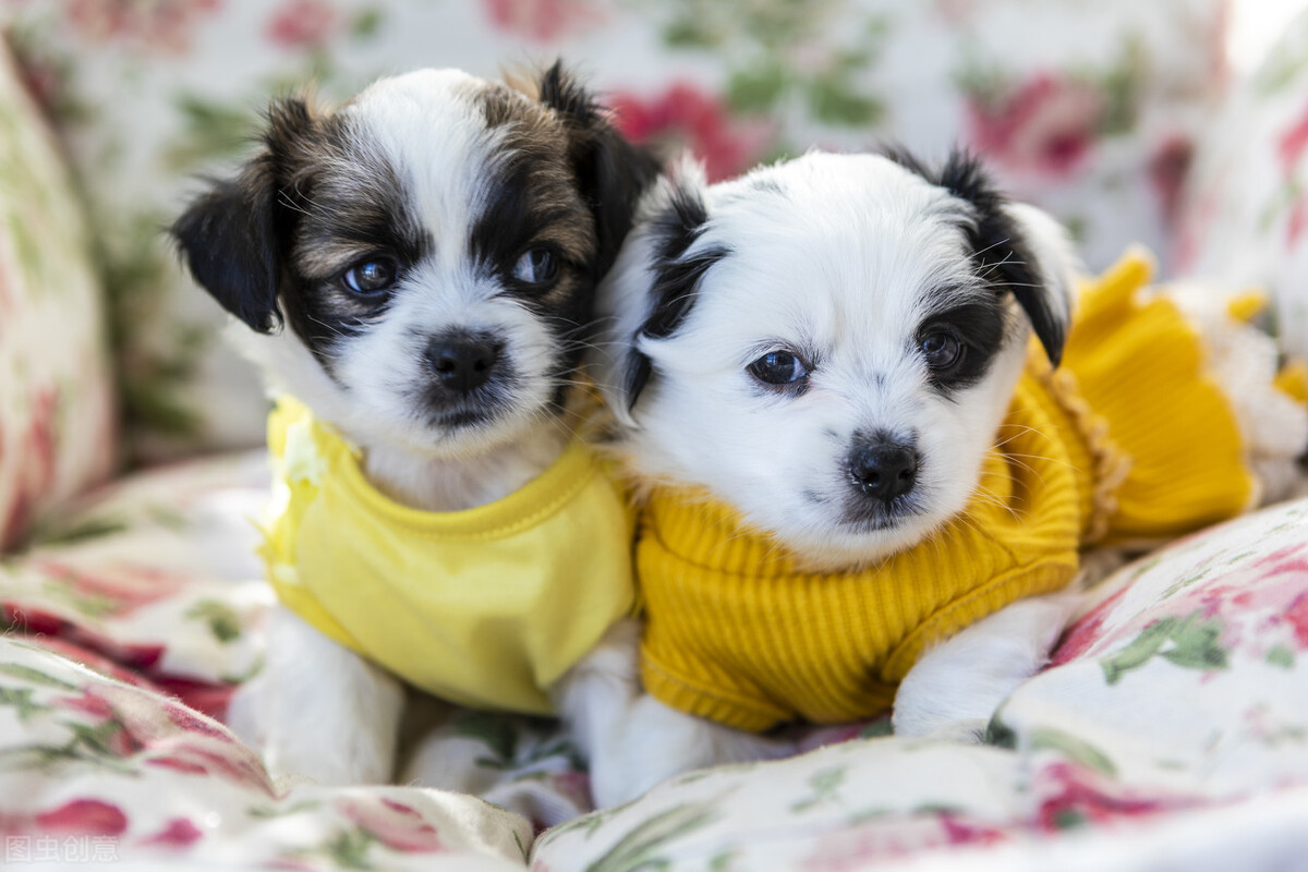 狗狗多大開(kāi)始訓(xùn)練好呢_狗狗多大開(kāi)始訓(xùn)練比較好_狗狗多大開(kāi)始訓(xùn)練最好