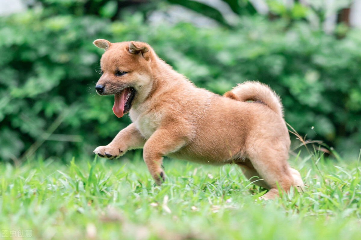 狗狗多大開(kāi)始訓(xùn)練比較好_狗狗多大開(kāi)始訓(xùn)練好呢_狗狗多大開(kāi)始訓(xùn)練最好