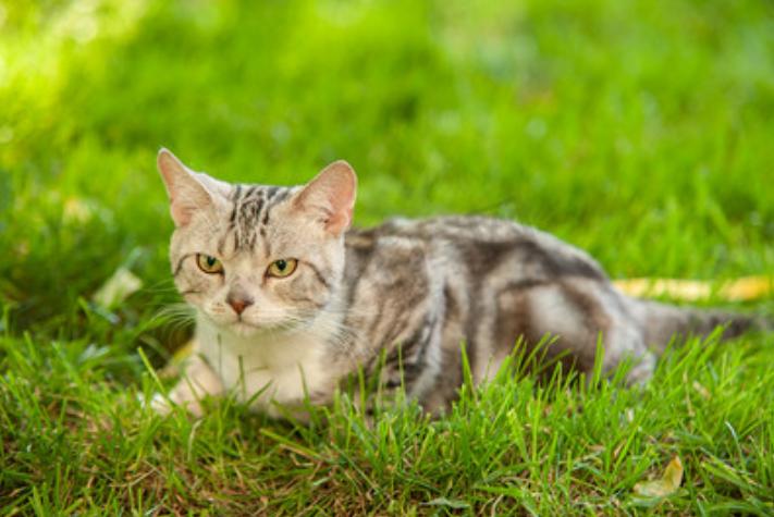 養(yǎng)寵之路：貓閉尿會導(dǎo)致嘔吐嗎 貓咪不排尿會導(dǎo)致嘔吐嗎？