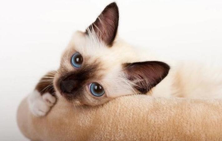 貓咪死后尿失禁_貓咪不排尿幾天會死_貓咪死排尿天會變黑嗎