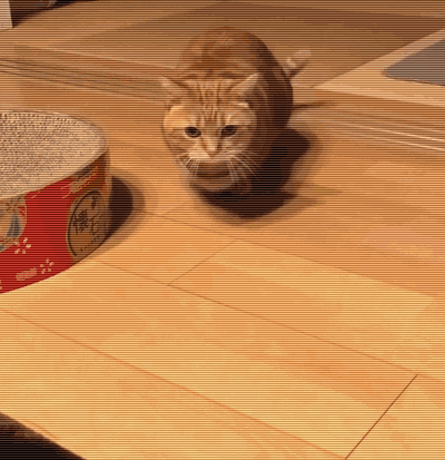 貓咪擠肛門腺視頻教程_擠貓咪的肛門腺_貓咪肛門腺怎么擠