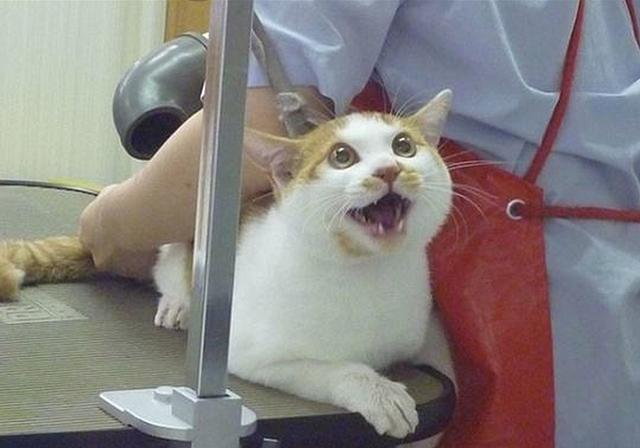 擠貓咪的肛門腺_貓咪肛門腺怎么擠_貓咪擠肛門腺視頻教程