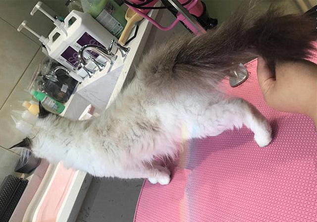 貓咪肛門腺怎么擠_擠貓咪的肛門腺_貓咪擠肛門腺視頻教程