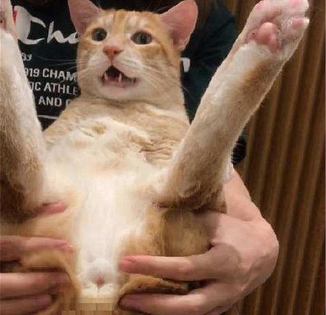 貓咪肛門腺怎么擠_擠貓咪的肛門腺_貓咪擠肛門腺視頻教程