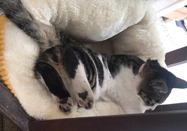 貓咪擠肛門腺視頻教程_擠貓咪的肛門腺_貓咪肛門腺怎么擠