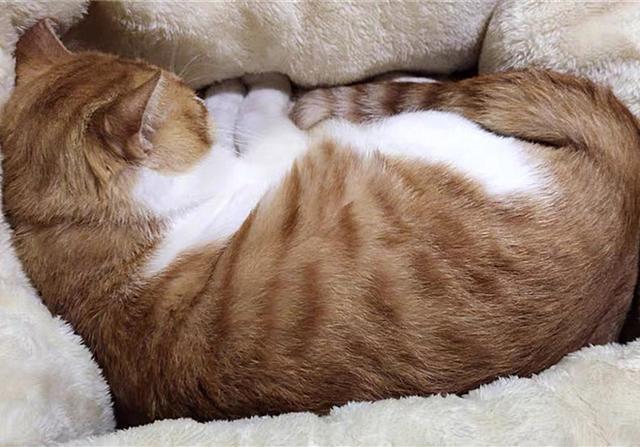 貓咪擠肛門腺視頻教程_貓咪肛門腺怎么擠_擠貓咪的肛門腺