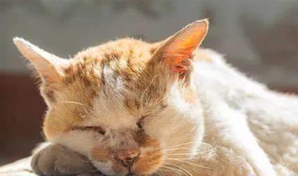 貓咪三歲半相當于人幾歲_貓咪撓人腳心_貓咪撲人是什么意思