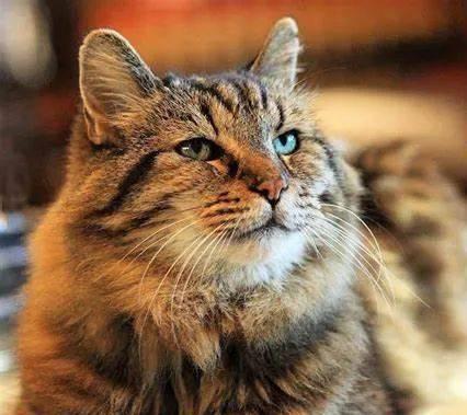 貓咪撓人腳心_貓咪三歲半相當于人幾歲_貓咪撲人是什么意思