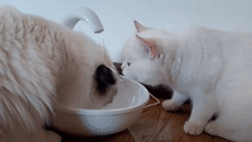 貓能喝自來水嗎_自來水能喝貓咪嗎_自來水可以直接給貓喝嗎